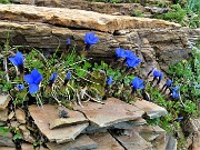 69 Gentiana verna (Genziana primaticcia) tra rocce stratificate